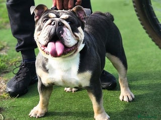 English Bulldog dogs English Bulldog lilac tri KC - Advert 20