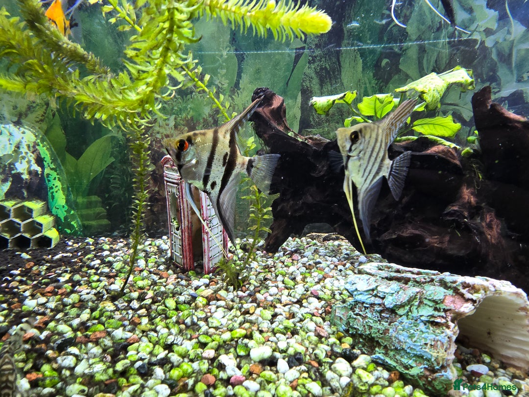 Angelfish fish for sale: All fish 100£ - Image 11