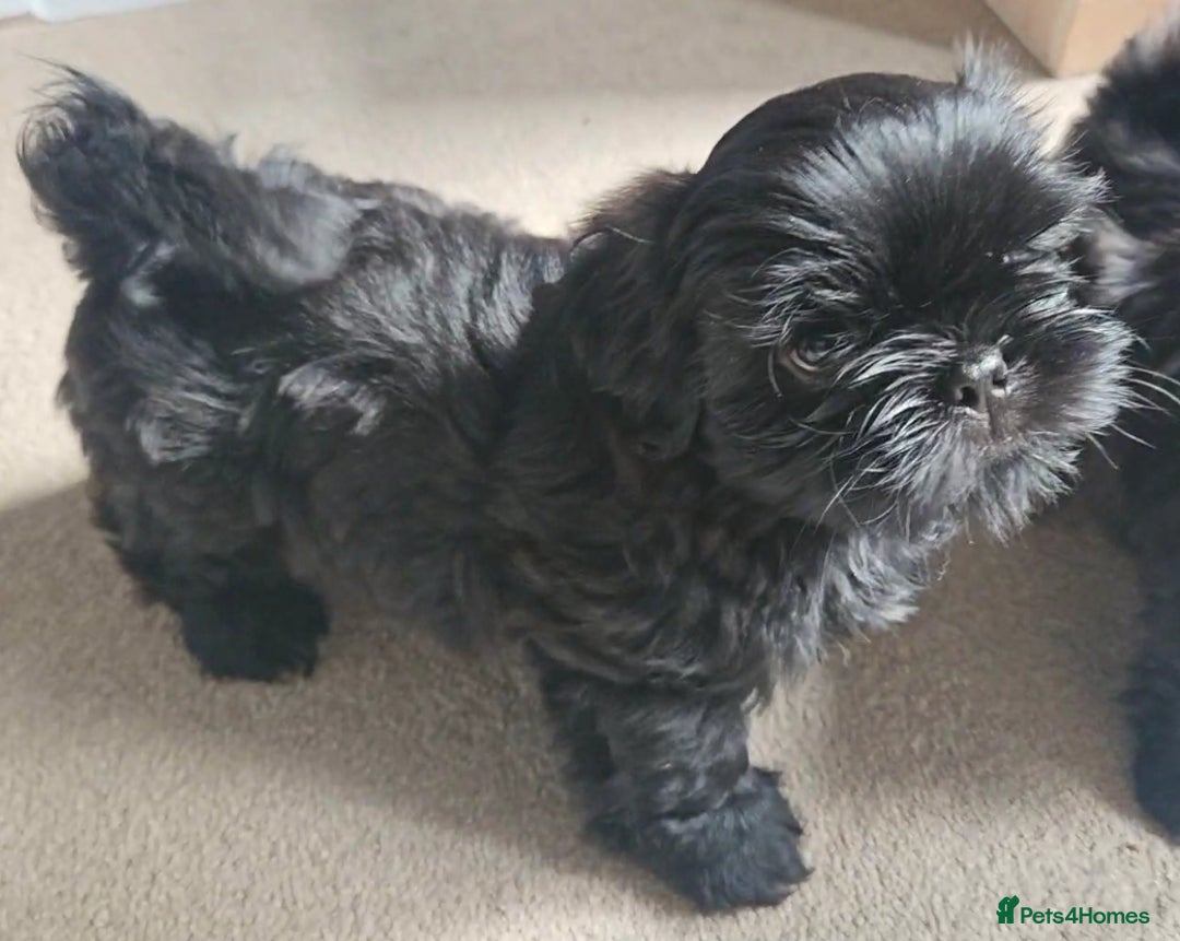 Shih Tzu dogs for sale: Imperial Shih tzu Pupps💙 Ready to leave!  - Image 5