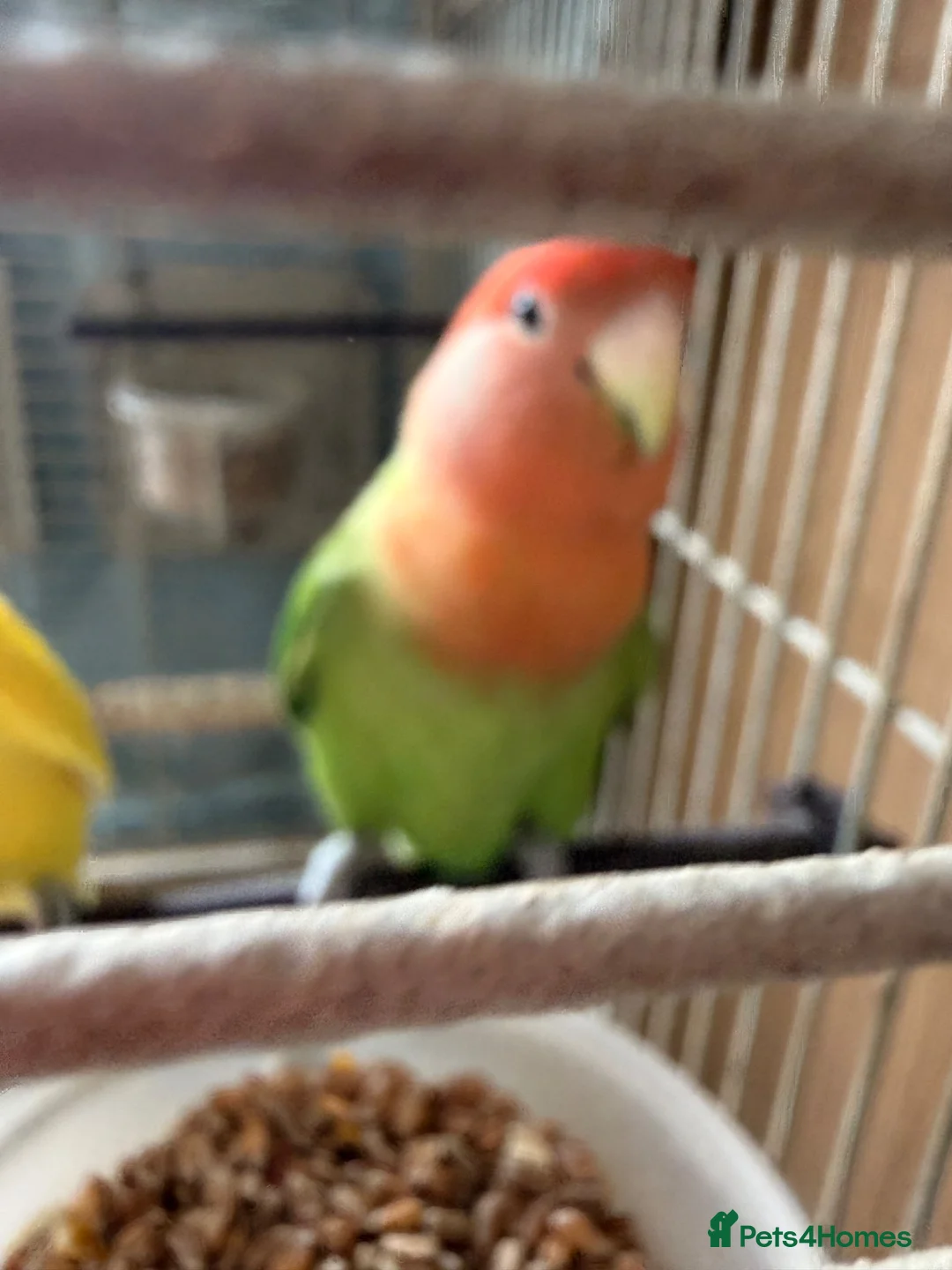 Lovebirds birds for sale: Pair of love birds £50 - Advert 2
