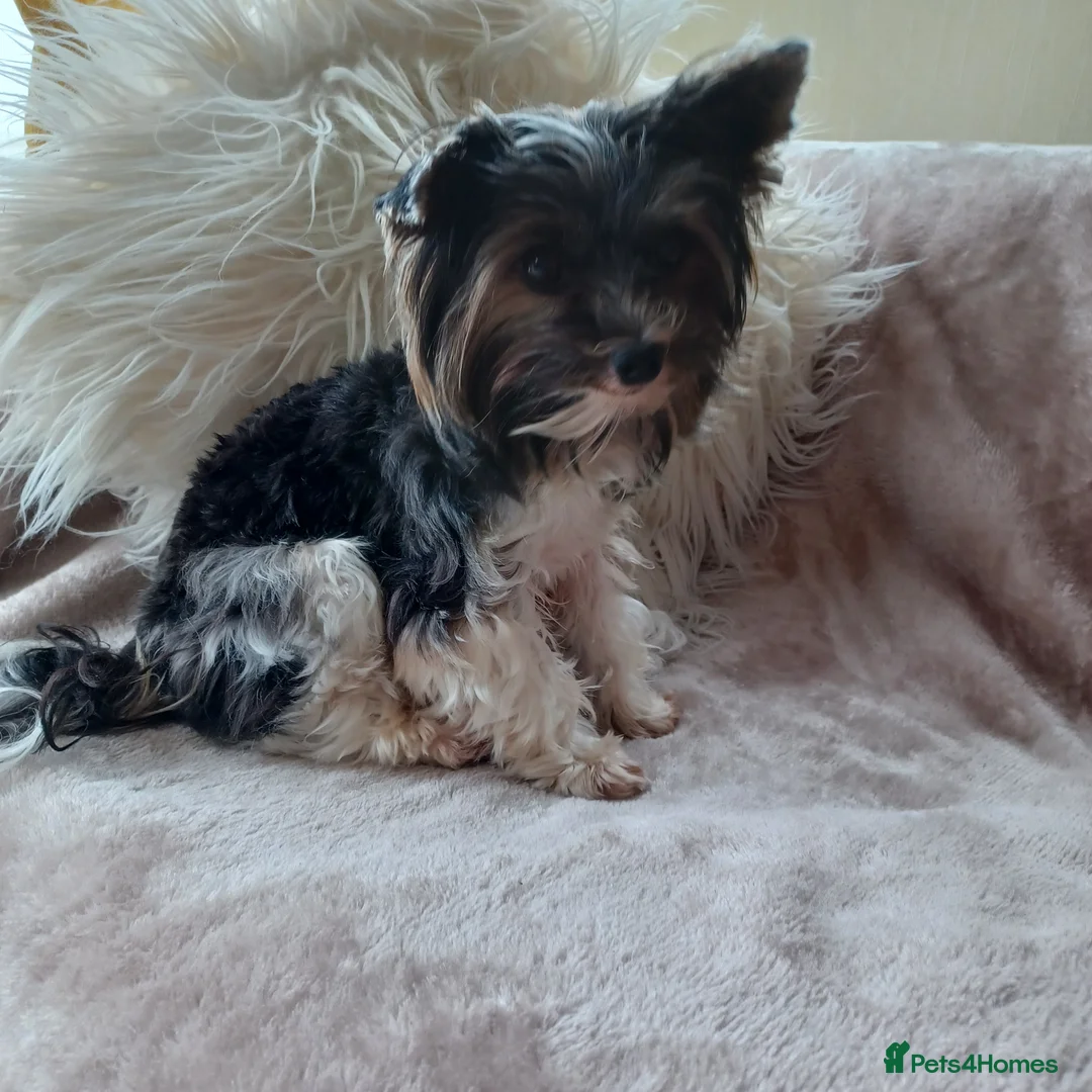 Yorkshire Terrier dogs for stud: Purebred BiewerTerrier/ColourfulYorkie Proven Stud in Merthyr Tydfil - Advert 27