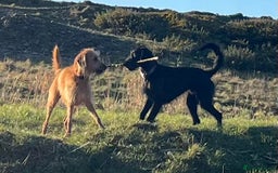 Mixed Breed dogs for sale: Whippet x Miniature Poodle  - Image 9