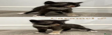 Caramel 