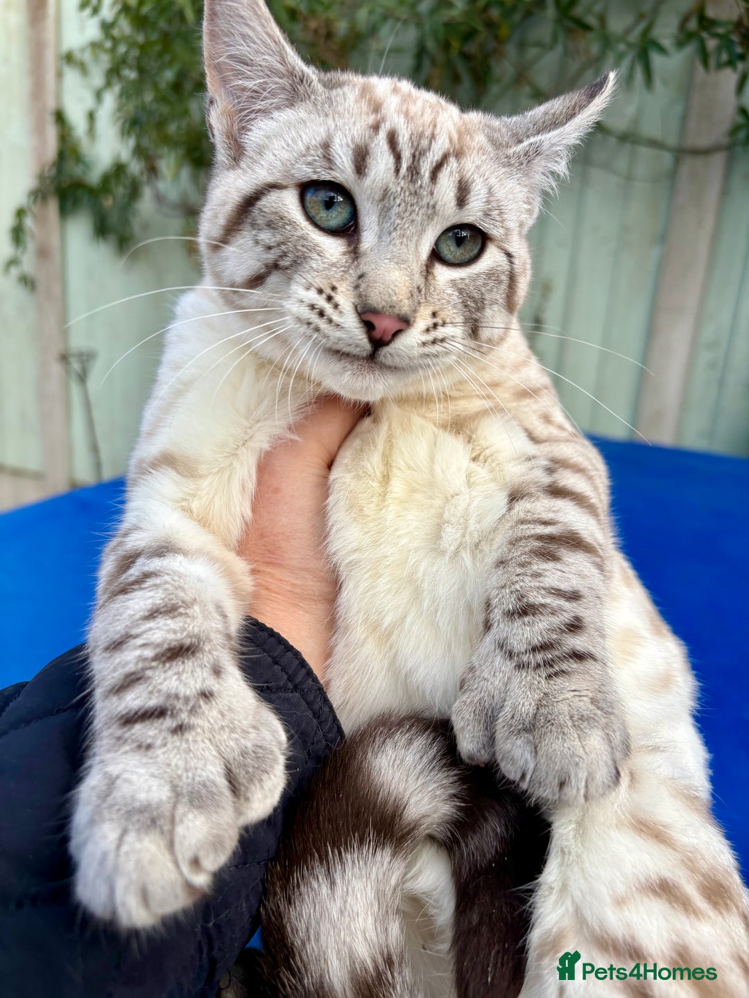 Savannah cats for sale: Superb polydactyl snow leopard girl  - Advert 8