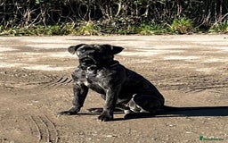 Cane Corso dogs for sale: 15month cane corso pup - Image 4