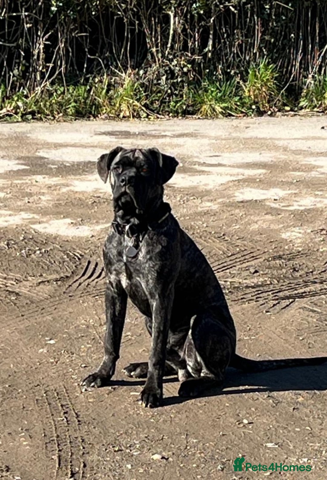 Cane Corso dogs for sale: 15month cane corso pup - Image 4