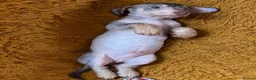 Mixed Breed dogs for sale: Chichi x mini wirehaired dachshund  - Advert 3