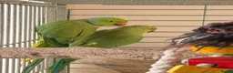 Ringnecks birds for sale: Indian Ringneck Pair + Cage & Setup in Nuneaton - Advert 16