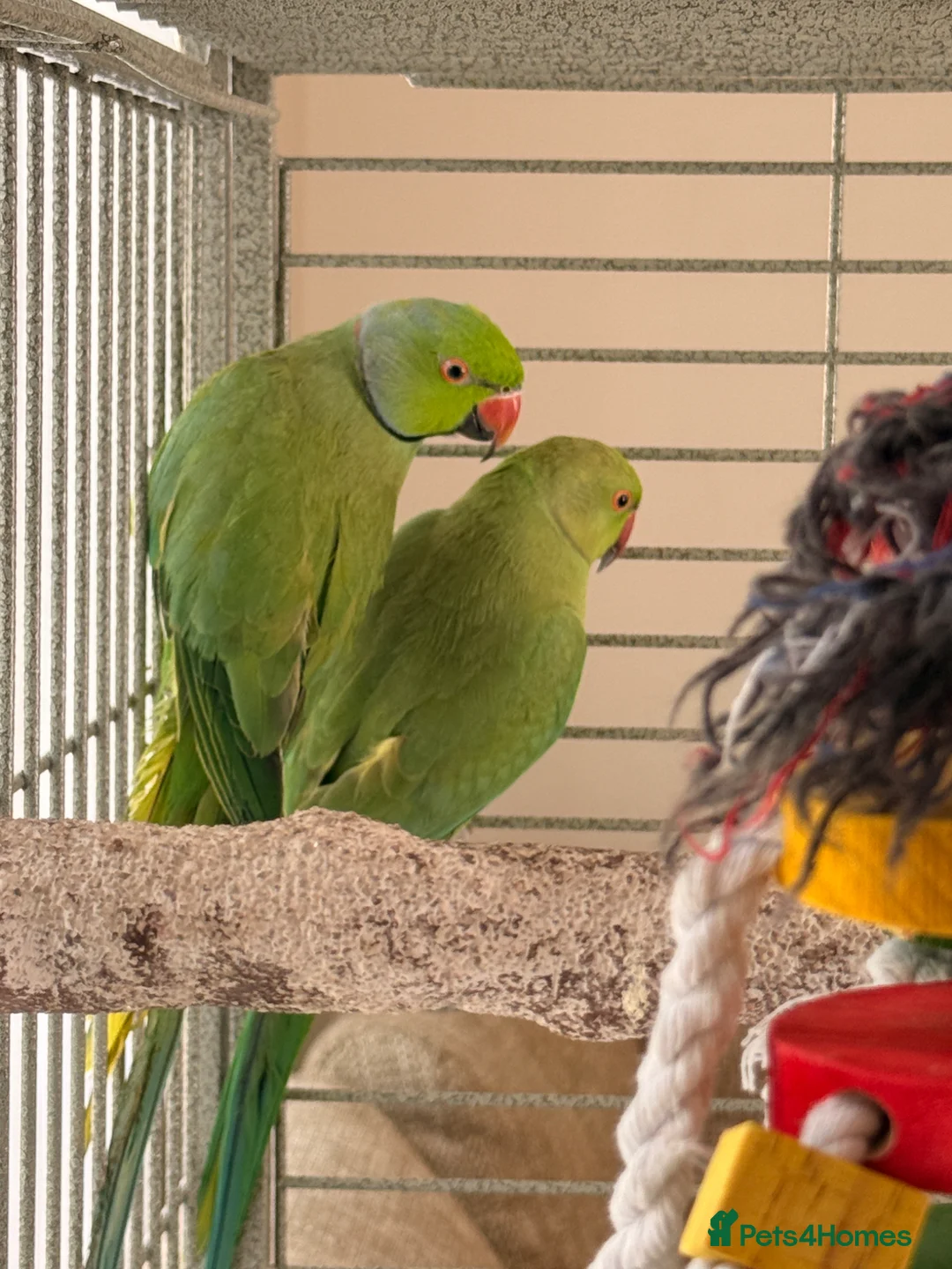 Ringnecks birds for sale: Indian Ringneck Pair + Cage & Setup in Nuneaton - Advert 16