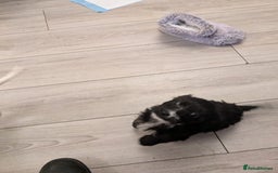 Mixed Breed dogs for sale: Cockapoo x cairn terrier - Image 13