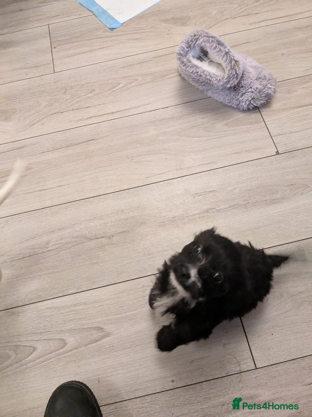 Mixed Breed dogs for sale: Cockapoo x cairn terrier - Image 13