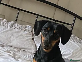 Dachshund dogs 11 months old Myla ❤️ - Advert 16