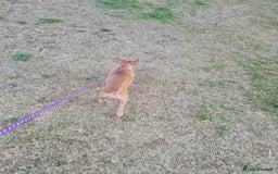 Mixed Breed dogs for sale: 6 months ol d chihuahua x frenchie  - Image 3