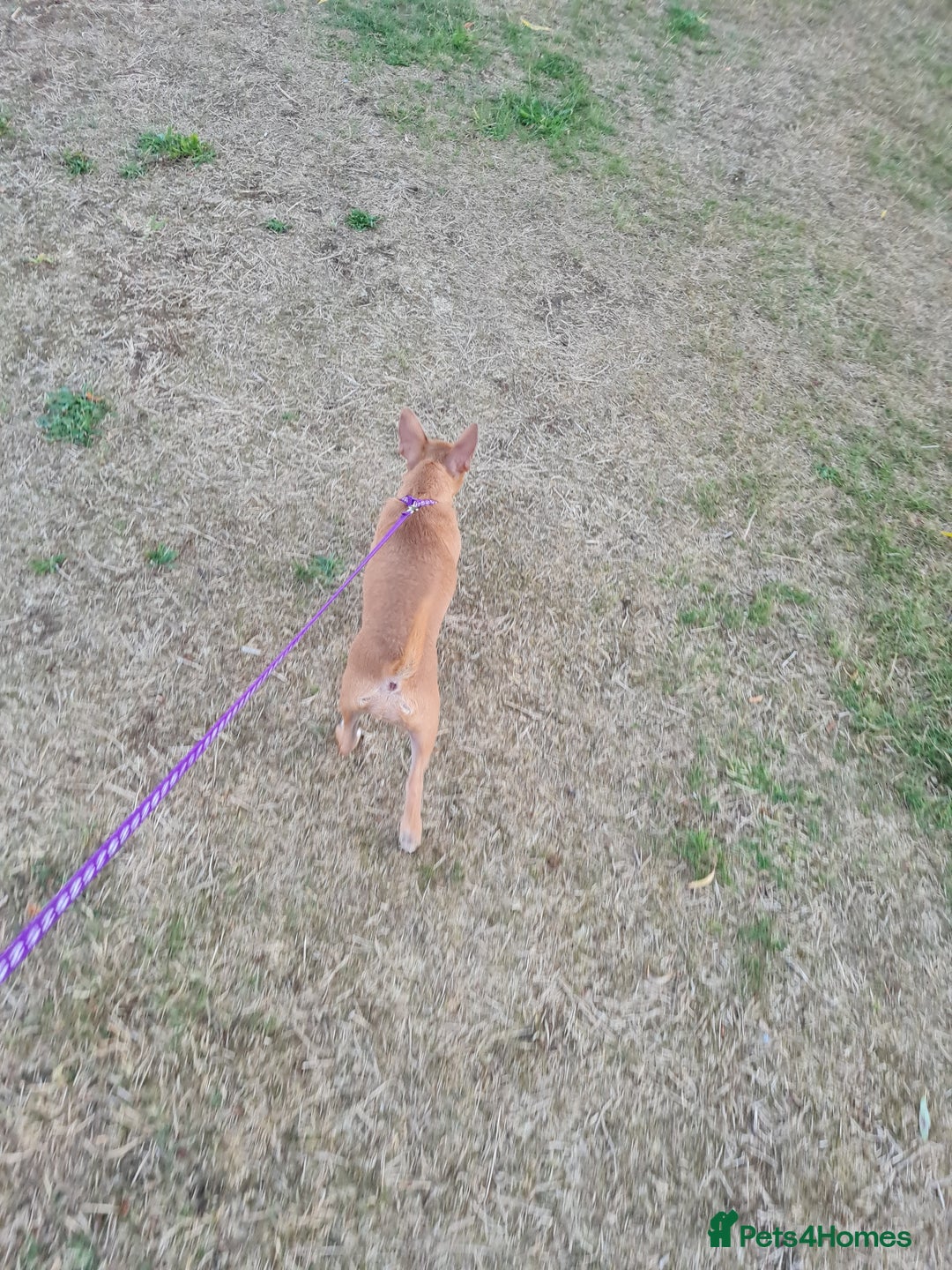 Mixed Breed dogs for sale: 6 months ol d chihuahua x frenchie  - Image 3