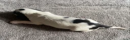 Cocker Spaniel dogs for sale: Show Type Cocker Spaniel Puppies - Advert 30