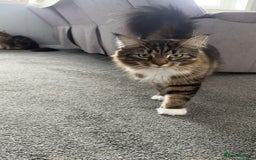Maine Coon cats for sale: Two four year old Maine coon cats (mixed) - Image 10