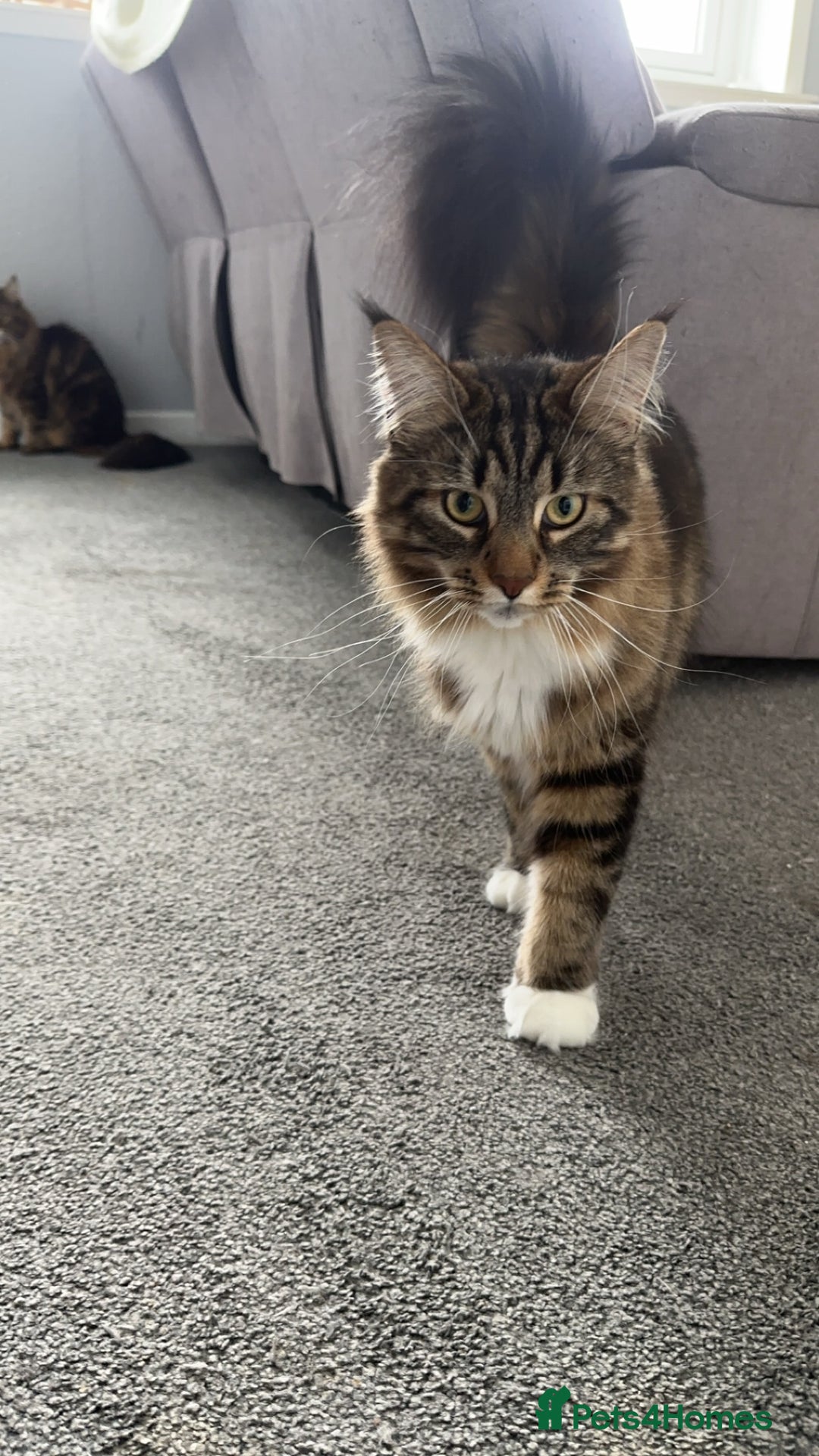 Maine Coon cats for sale: Two four year old Maine coon cats (mixed) - Image 10