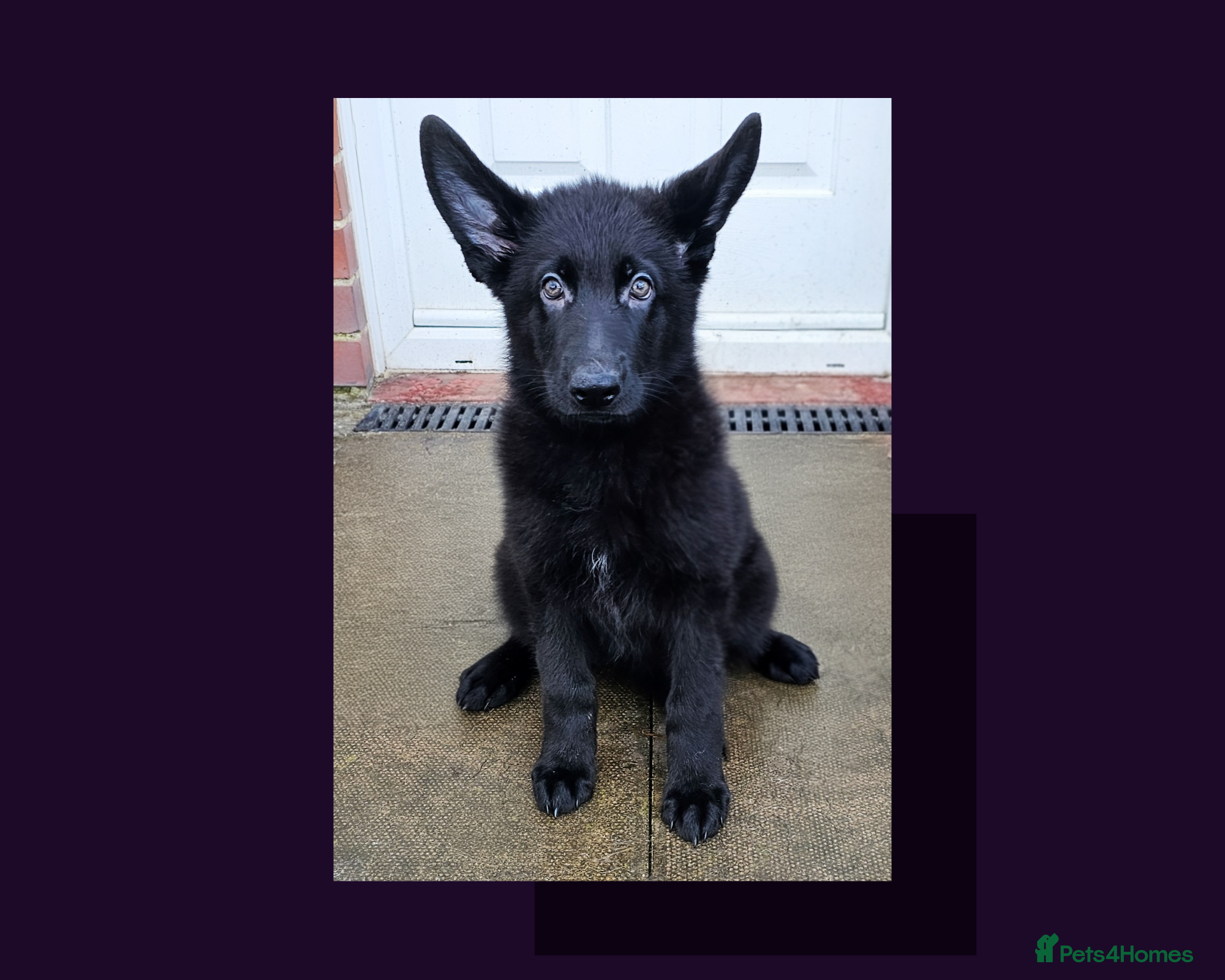 German Shepherd dogs Solid black female short coated KC reg GSP - Advert 6