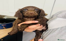 Cocker Spaniel dogs for sale: Cocker spaniel pups available  - Image 7