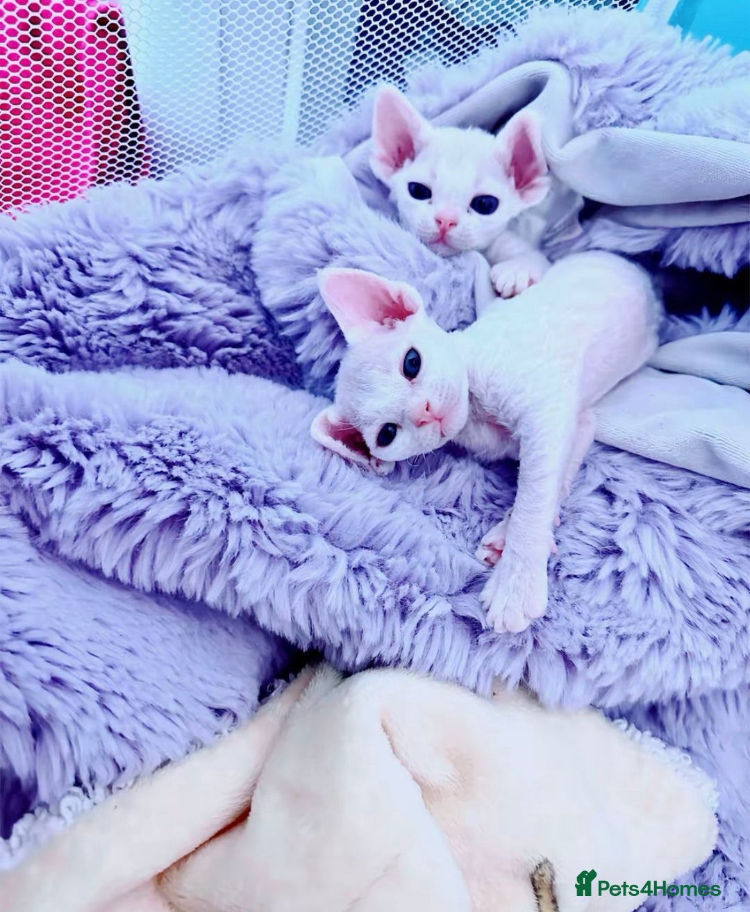 Devon Rex cats for sale: ❤️❤️❤️Beautiful Devon Rex kittens! ❤️❤️ - Advert 4