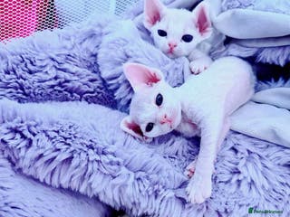 Devon Rex cats ❤️❤️❤️Beautiful Devon Rex kittens! ❤️❤️ - Advert 5