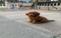 Toy Poodle dogs for sale: One of a kind deep red toy poodle boy - Image 20