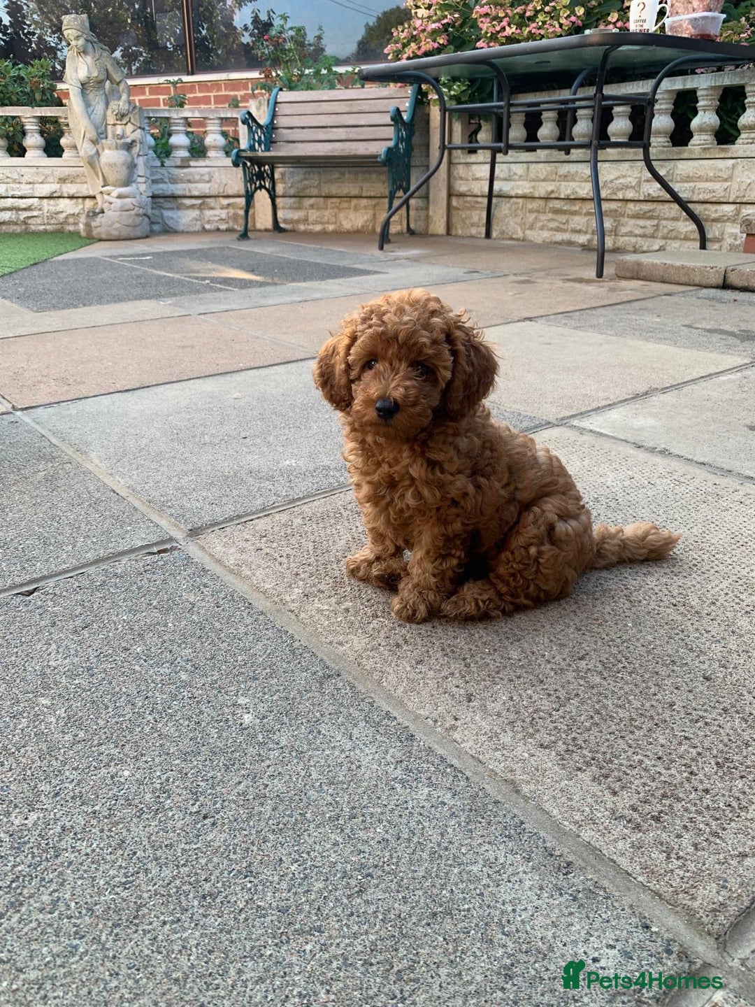 Toy Poodle dogs for sale: One of a kind deep red toy poodle boy - Image 20