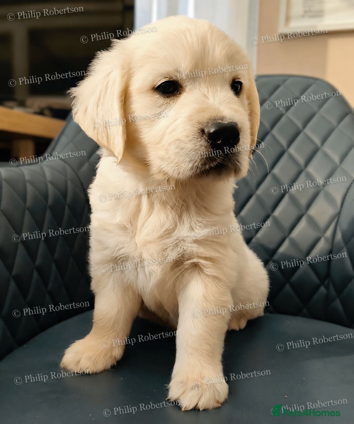 Golden Retriever dogs Chunky Cream Golden Retriever Puppies  - Advert 1
