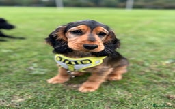Cocker Spaniel dogs for sale: Outstanding Show Cocker Spaniel DNA Tested - Advert 21