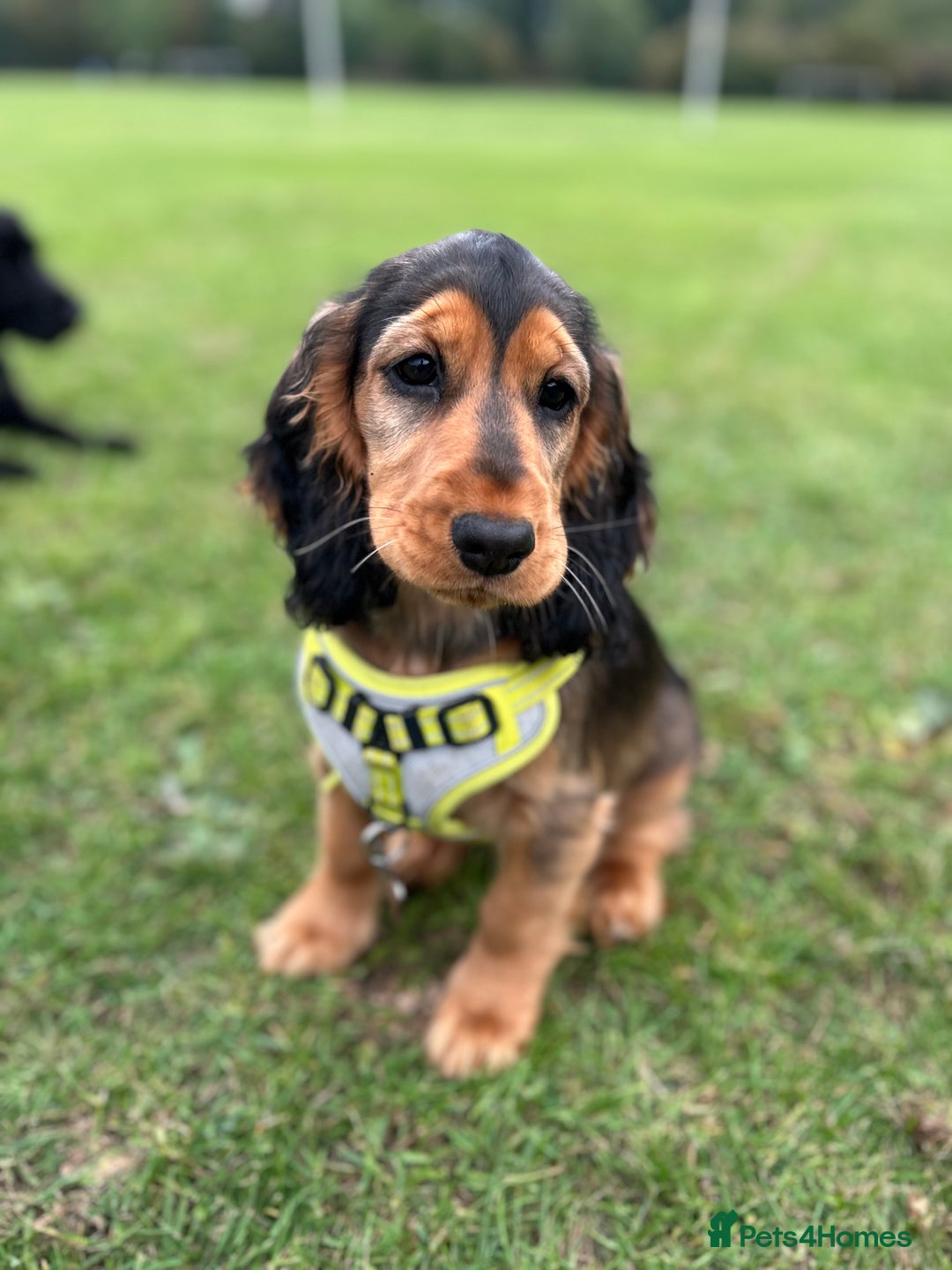 Cocker Spaniel dogs for sale: Outstanding Show Cocker Spaniel DNA Tested - Advert 21