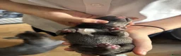 Staffordshire Bull Terrier dogs for sale: Stunning Litter - Advert 13
