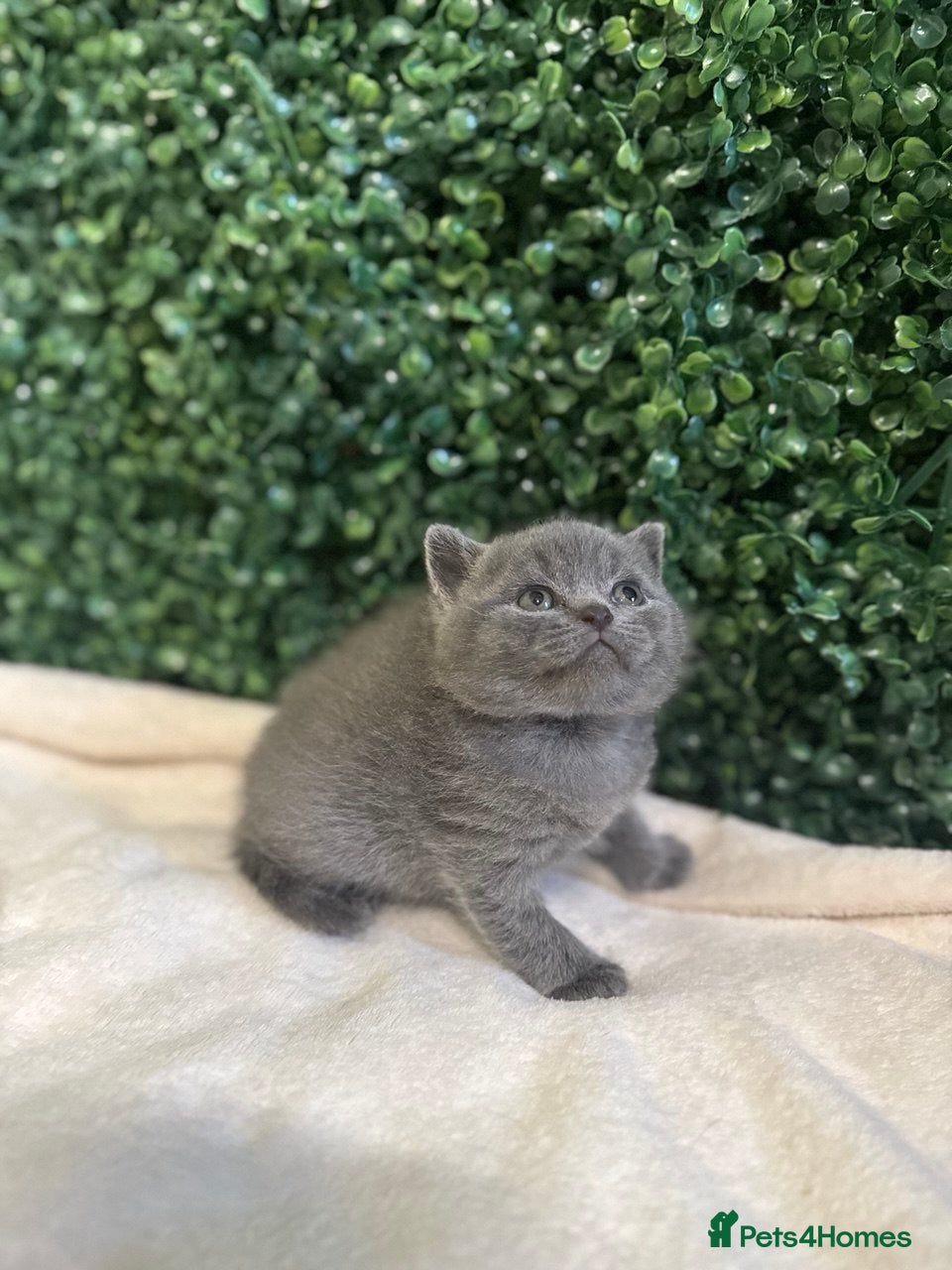 British Shorthair cats British Shorthair Kittens (Blue) - Advert 18