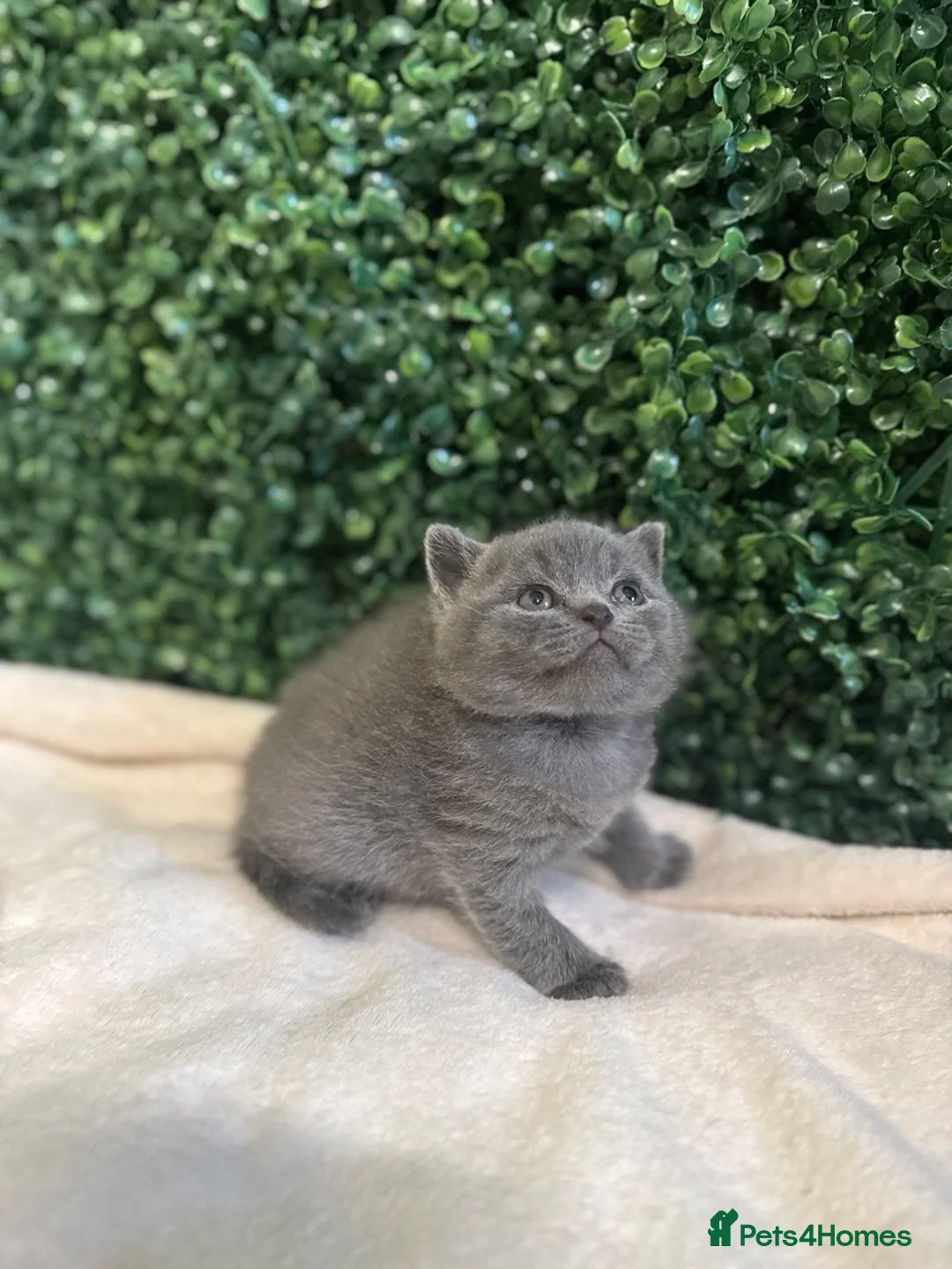 British Shorthair cats for sale: British Shorthair Kittens (Blue) - Advert 1