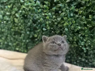 British Shorthair cats British Shorthair Kittens (Blue) - Advert 1