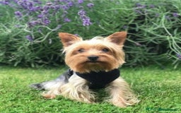 Yorkshire Terrier dogs for sale: Stunning Yorkshire Terrier puppies for sale  - Image 14