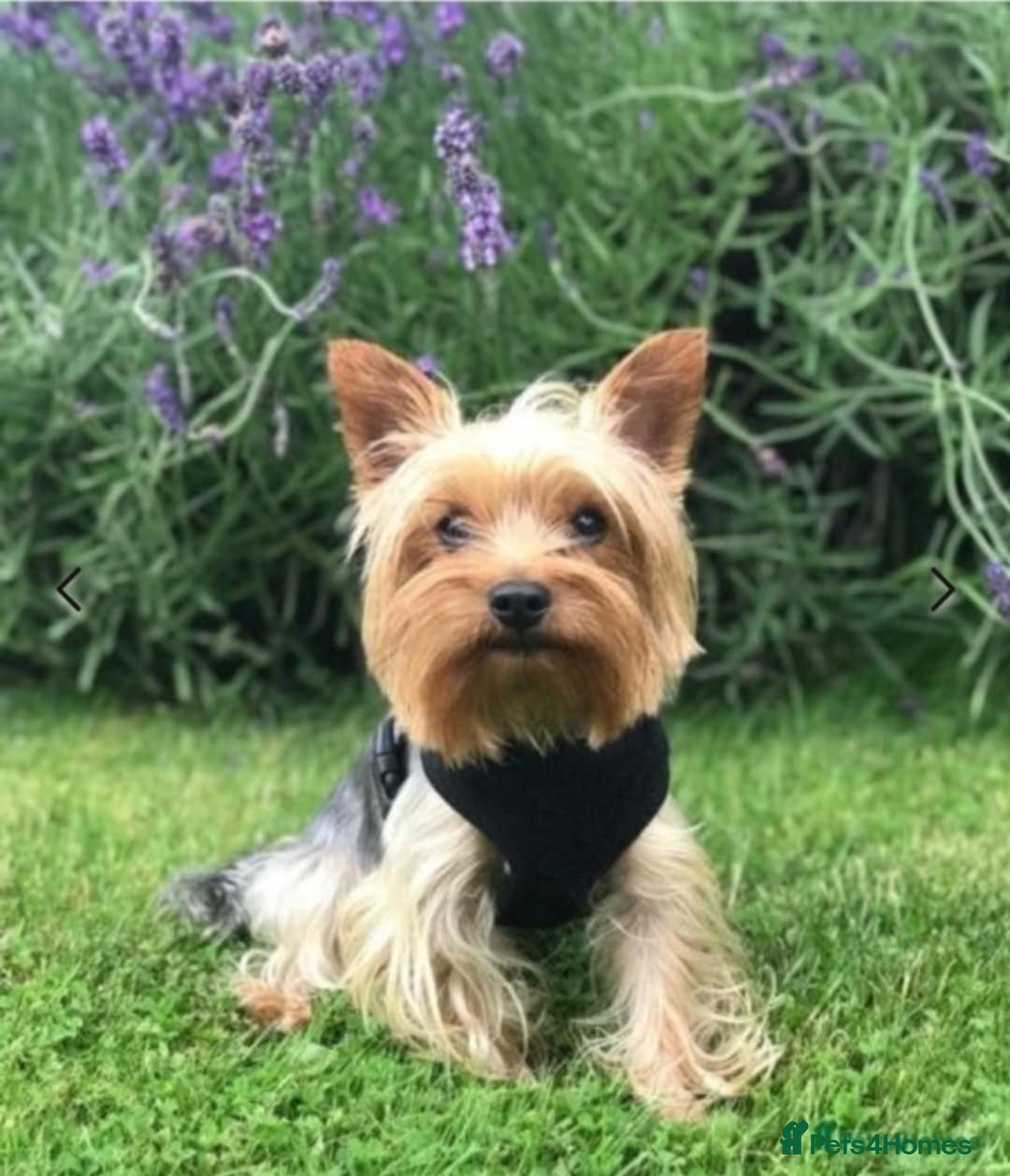 Yorkshire Terrier dogs for sale: Stunning Yorkshire Terrier puppies for sale  - Image 14