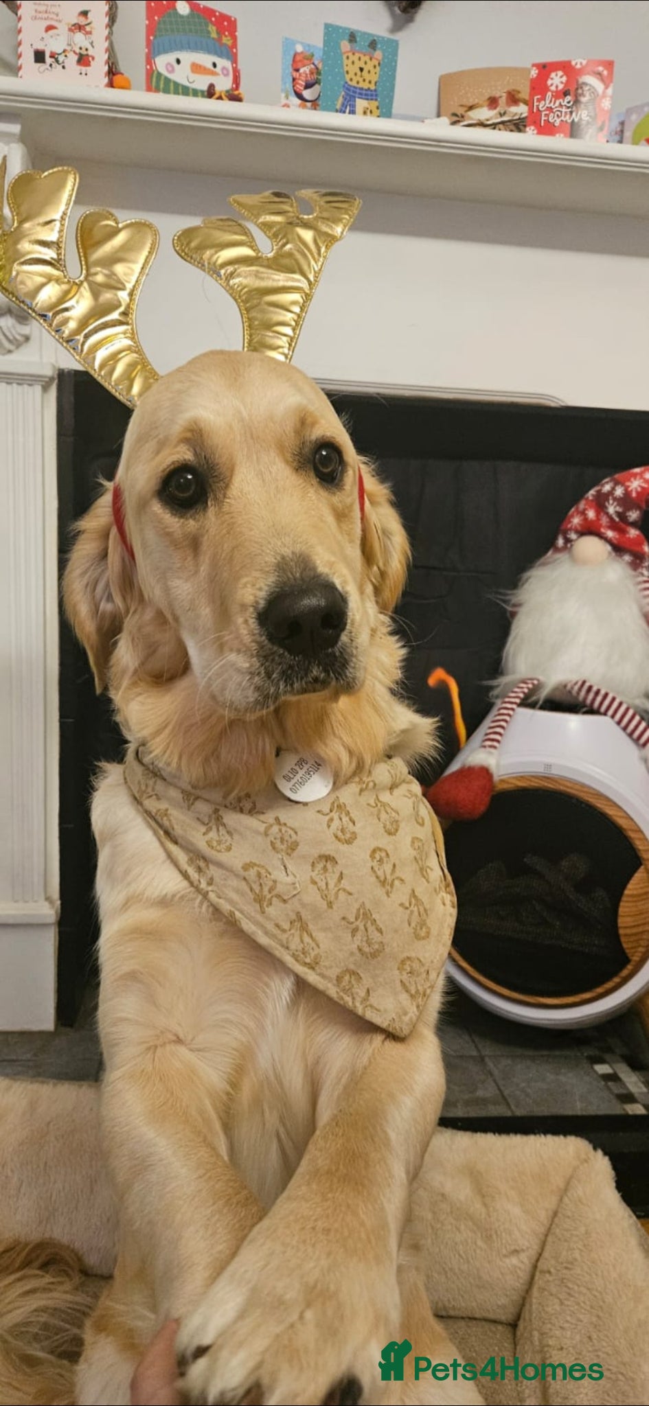 Golden Retriever dogs 🐾 Golden Retriever looking for a loving home 🐾 - Advert 2