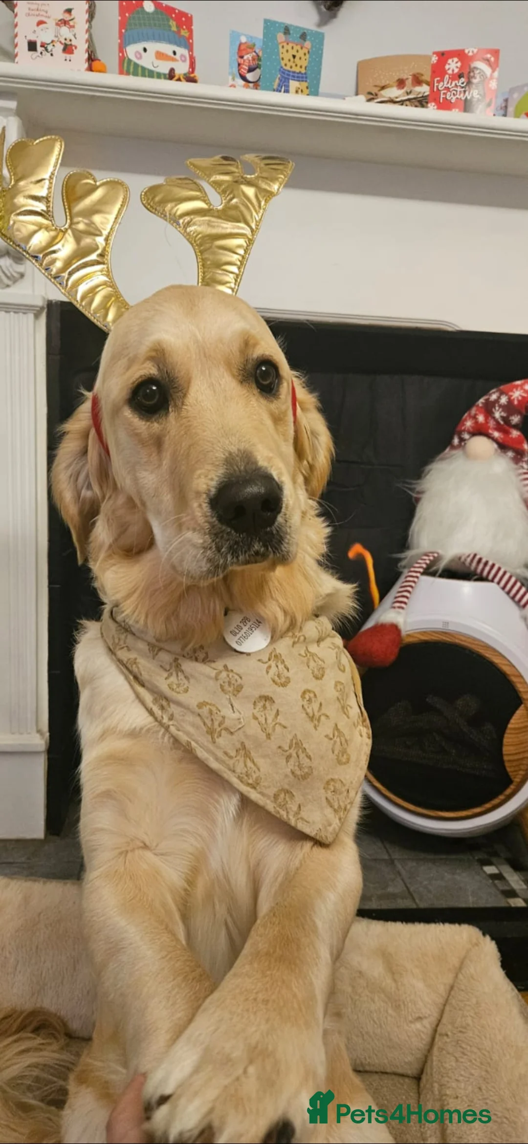 Golden Retriever dogs for sale: 🐾 Golden Retriever looking for a loving home 🐾 - Advert 2