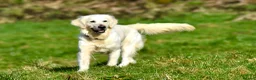 Golden Retriever dogs for sale: Stunning Cream, KC reg, health tested Puppies - Advert 20