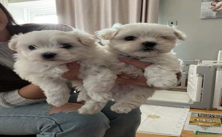 Maltese dogs - Advert 16