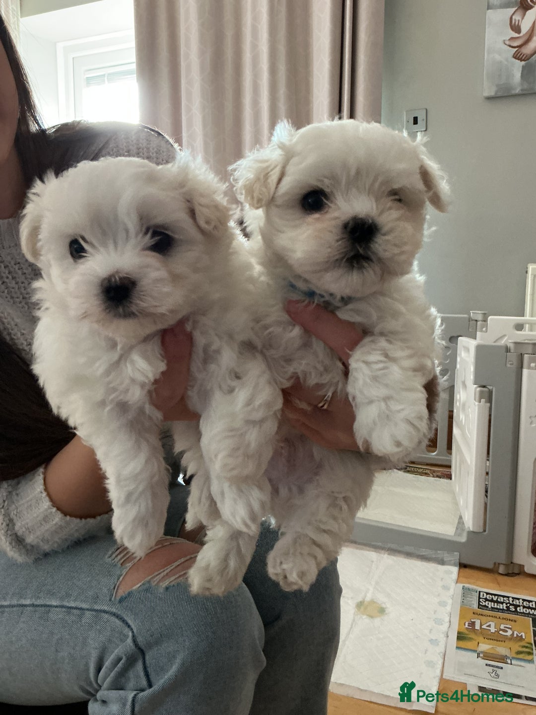 Maltese dogs for sale: ✨Adorable Maltese Puppies – Ready now!   ✨ - Advert 1