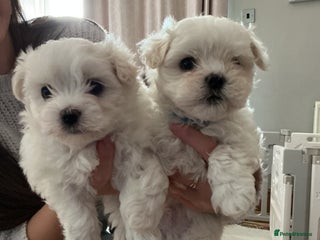 Maltese dogs ✨Adorable Maltese Puppies – Ready now! ✨ - Advert 6
