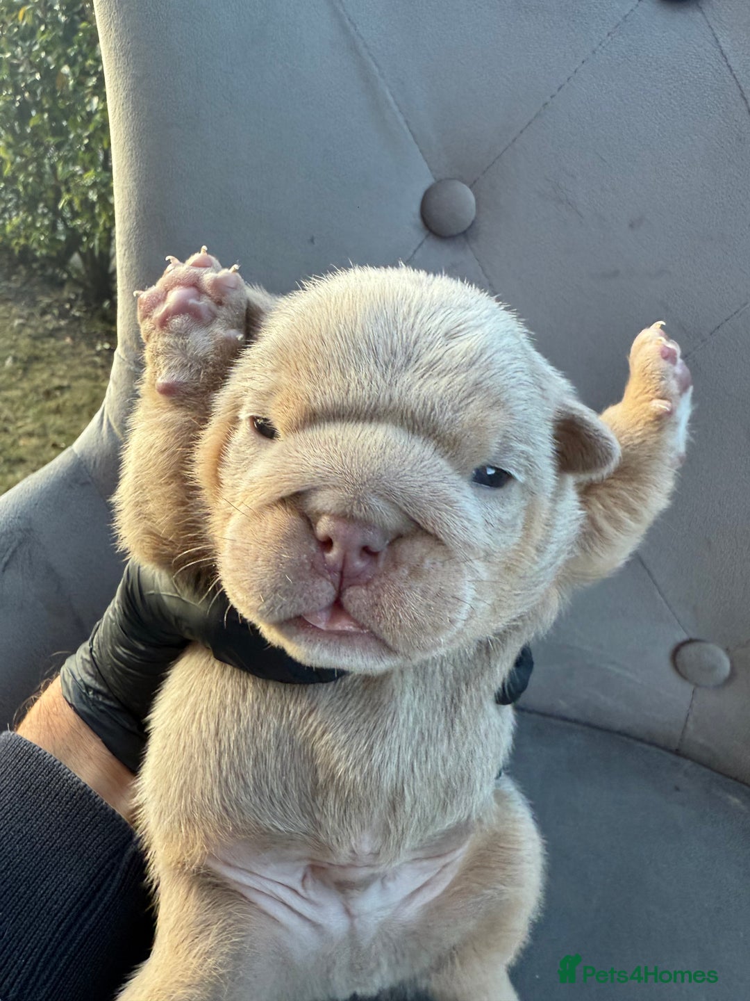 English Bulldog dogs for sale: KC Quality English Bulldogs  - Image 21