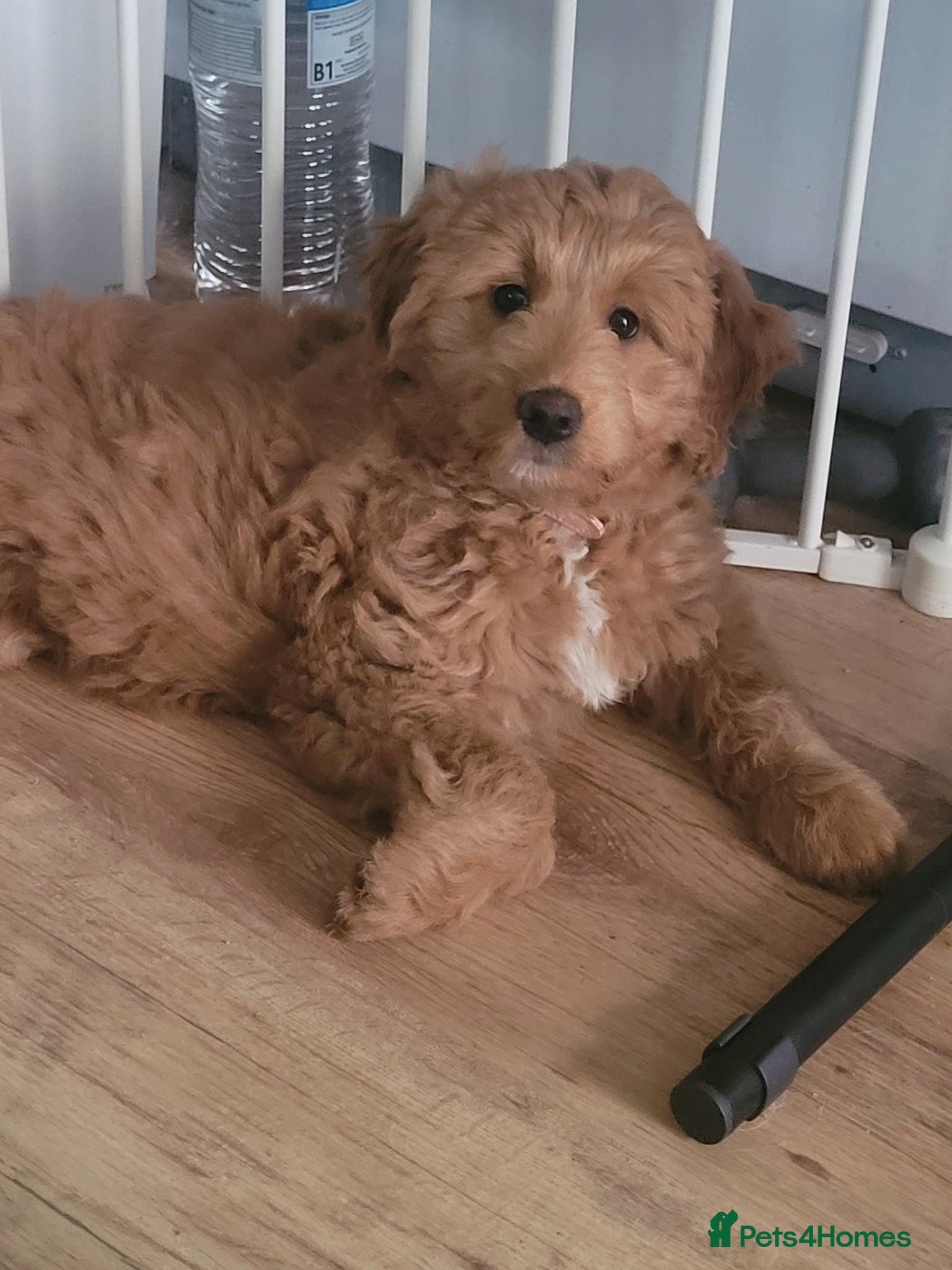 Mini Goldendoodle dogs Pretty Goldendoodle female f1  - Advert 1