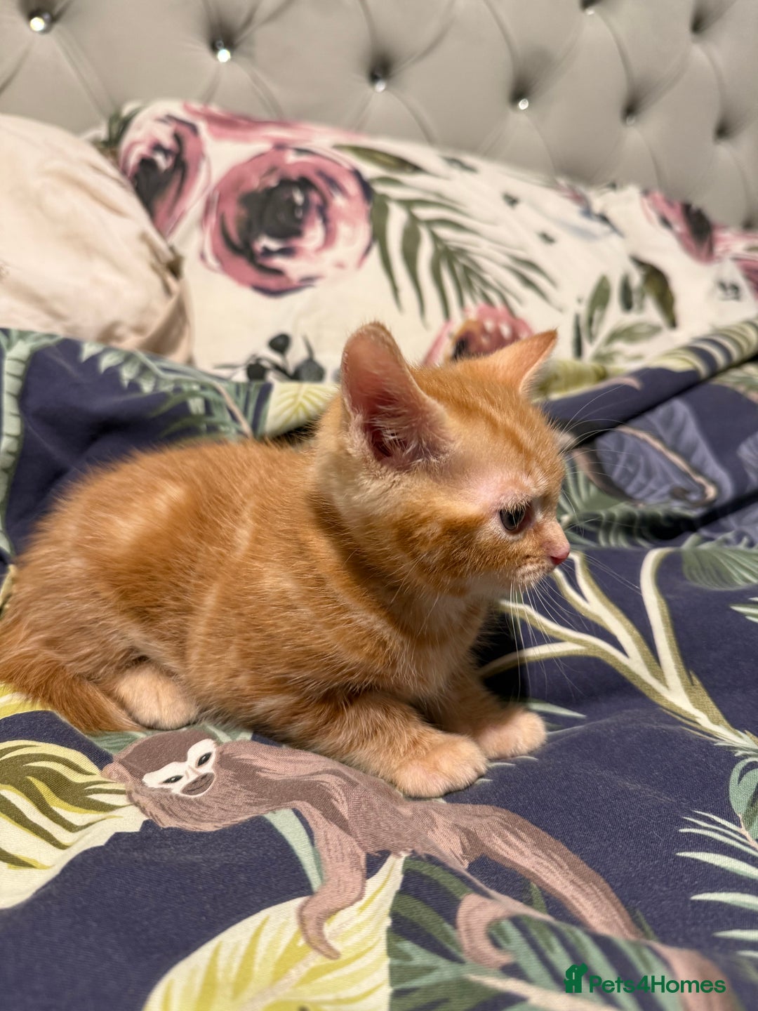 Mixed Breed cats for sale: Selling 4 beautiful kittens  - Advert 9