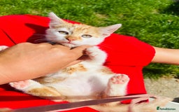 British Shorthair cats for sale: Bundle of joy  - Image 1