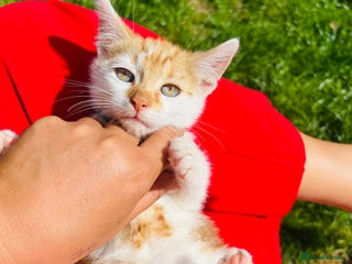 British Shorthair cats - Advert 27