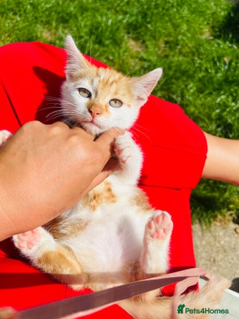 British Shorthair cats - Advert 16