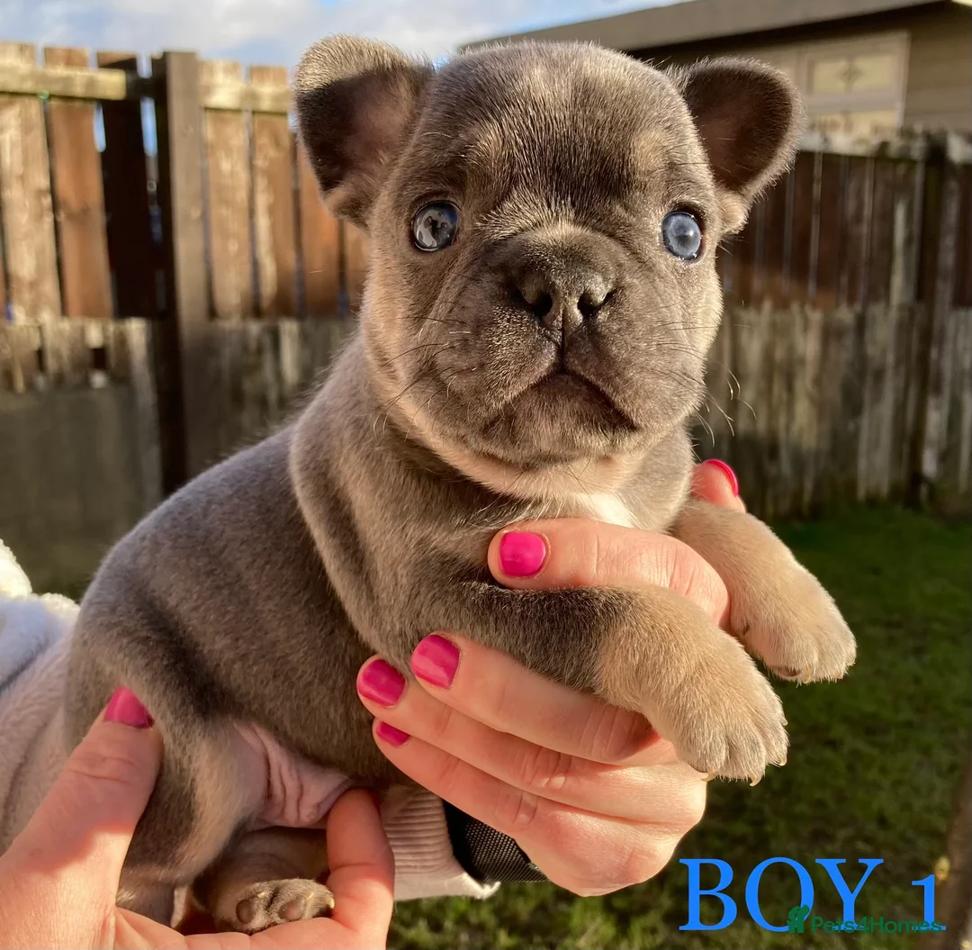 French Bulldog dogs for stud: 💥SILVER HEALTH TESTED💥 FLUFFY L4 CARRIER in Wishaw - Advert 6
