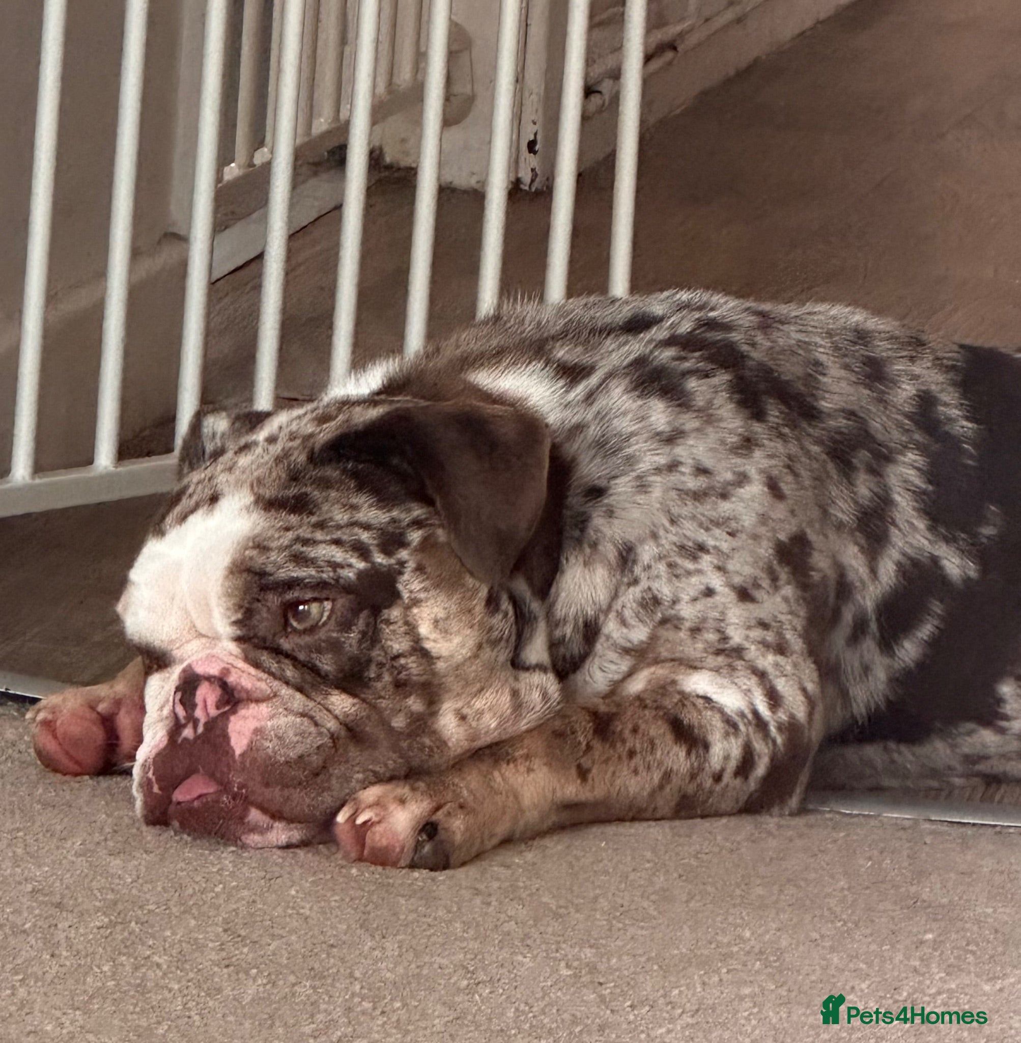English Bulldog dogs Baily - Advert 1